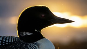 Loon Profile Sunrise