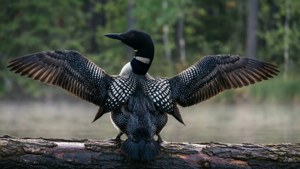 Loon Wing Stretch