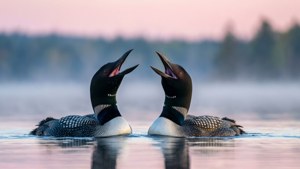 Loons at Dawn Call