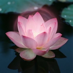 Lotus Aura Meditation