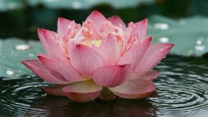 Lotus Flower Macro