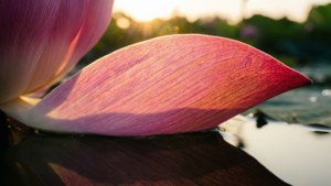 Lotus Petal Backlit