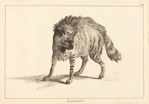 Loucervier (Hyena)