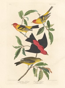 Louisiana Tanager and Scarlet Tanager