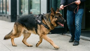 Loyal Service Companion