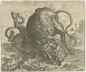 Luipaard en stier