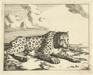 Luipaard liggend naar rechts, de poten naar de aanschouwer