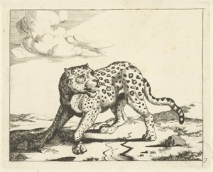 Luipaard, staand naar links, de kop naar rechts