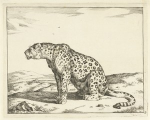 Luipaard zittend op achterpoten, naar links