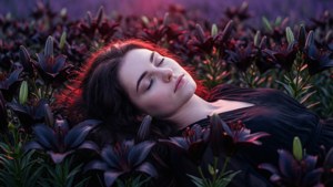 Lullaby of Lilies
