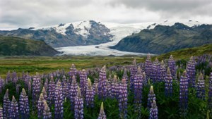 Lupines and Glacier