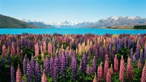 Lupins at Lake Tekapo