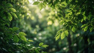 Lush Green Leaves