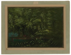 Luxuriant Forest on the Bank of the Amazon