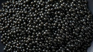 Luxury Black Caviar Texture