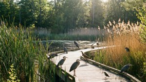 Lynde Shores Wetland