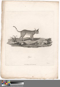 Lynx