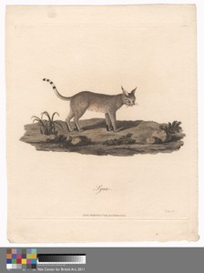 Lynx