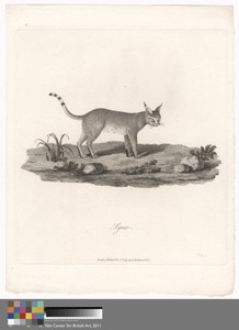 Lynx