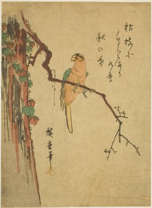 Macaw on ivy-covered tree