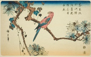 Macaw on pine branch