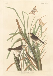 MacGillivray's Finch