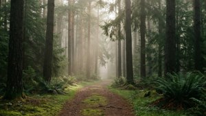 MacOS Mojave Misty Path