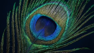 MacOS Mojave Peacock Feather