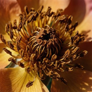 Macro Decay