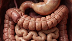 Macro Digestive Close-up