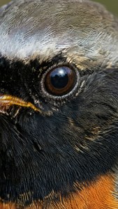 Macro Redstart Eye Detail