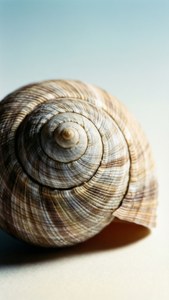Macro Shell Detail