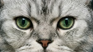 Macro Silver Fur