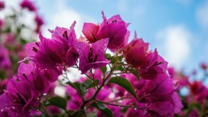 Magenta Morning Bougainvillea