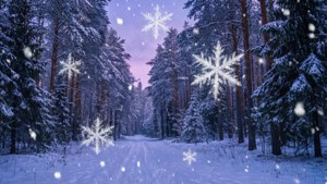 Magical Winter Forest
