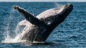 Majestic Breach