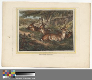 Male Fallow Deer