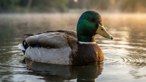 Mallard at Dawn