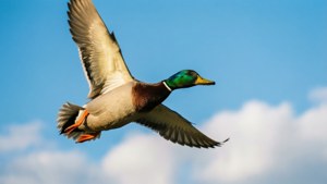 Mallard in Flight