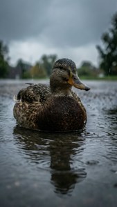 Mallard in Rain