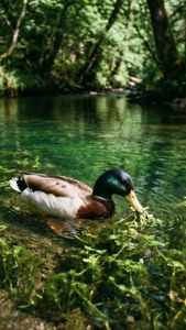 Mallard in Stream