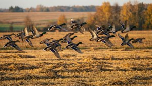 Mallard Migration