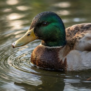 Mallard Morning PFP