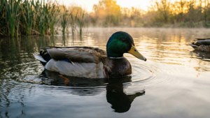 Mallard Morning Serenity