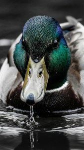 Mallard Portrait