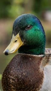 Mallard Portrait