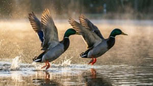 Mallard Takeoff
