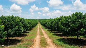 Mammee Apple Orchard