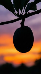 Mammee Apple Silhouette