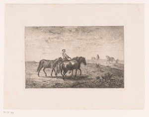 Man leidt drie paarden door een weide